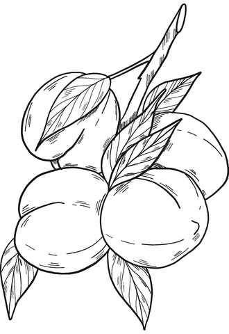 Peach Branch Coloring Page